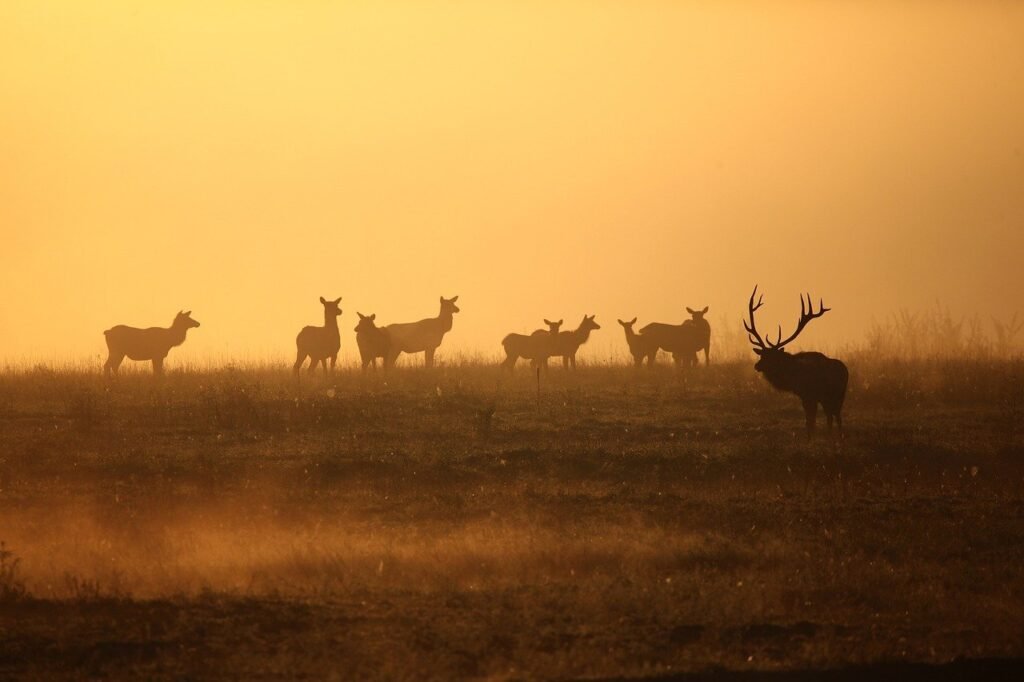 Conservation and Wildlife Management in the USA for Nepali Students